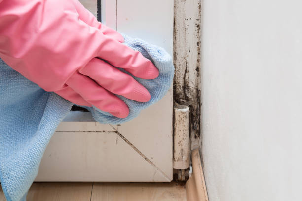 Best White Mold Remediation in Whitney Point, NY
